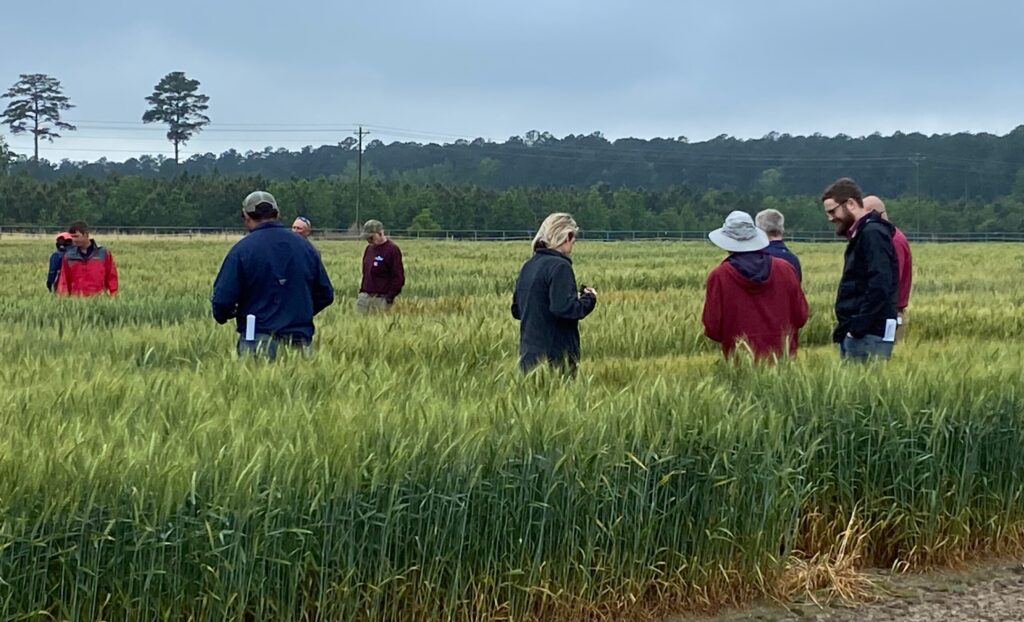 Participants in the Clemson Extension Small Grains Field Day examine wheat varieties grown at the Pee Dee REC near Florence, South Carolina.