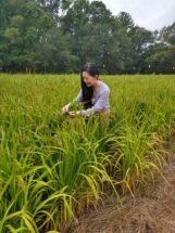Qiong Su, a post doctoral fellow working with Clemson professor Raghupathy Karthikeyan on a climate-smart project to increase rice production, studies the effects of abiotic stresses on rice.