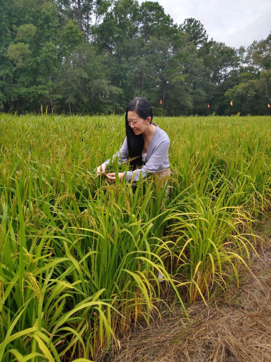 Increase Rice Clemson researcher studies climate-resilient rice production | Clemson News