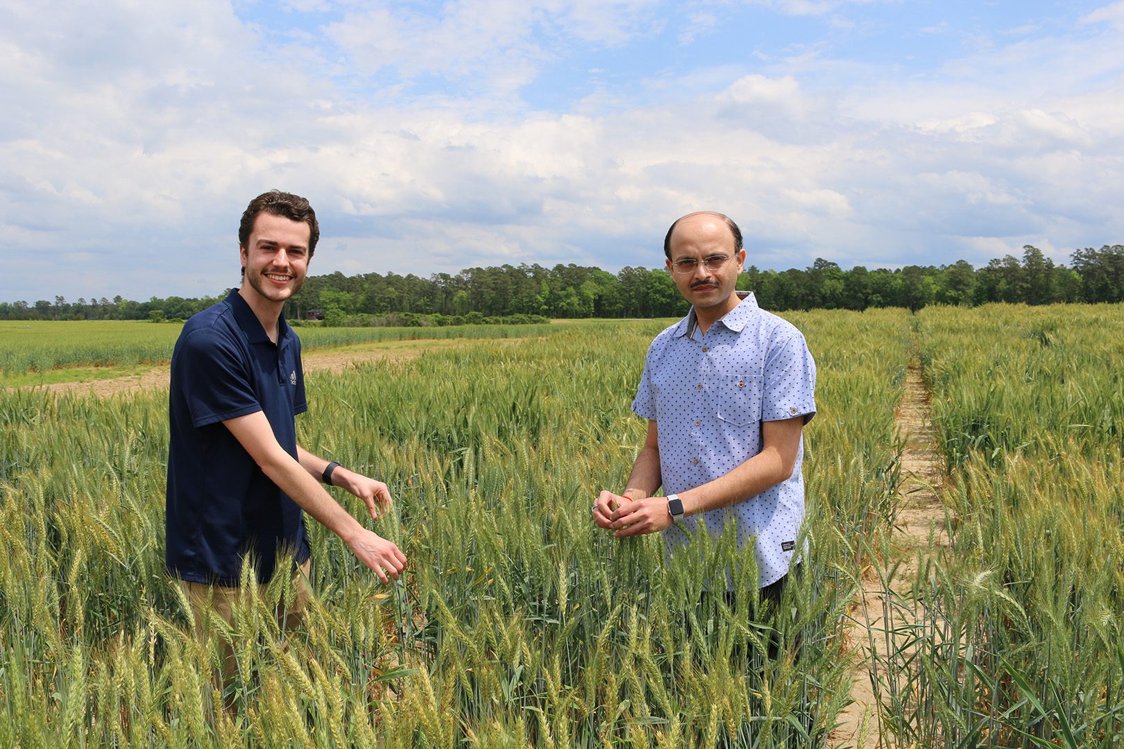 Clemson graduate student Zachary Jones and Clemson molecular breeder Sachin Rustgi are studying to develop less-immunogenic wheat varieties.