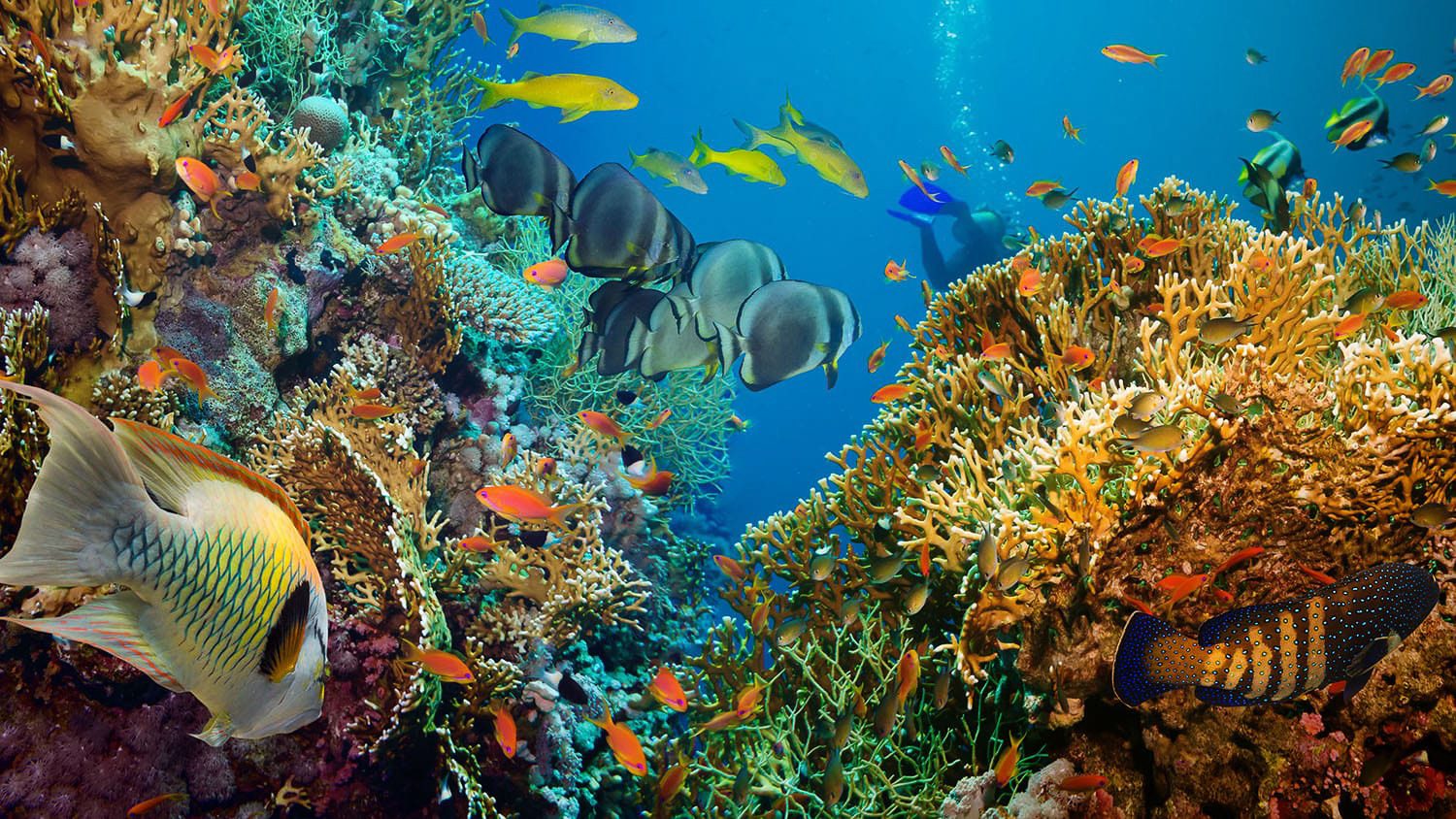colorful fish swimming near coral at the bottom of the ocean