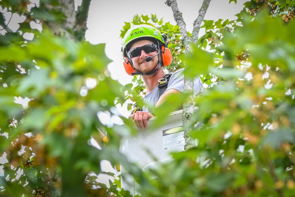 A man in a bucket lift wearing safety gear peaks out from between tree limbs