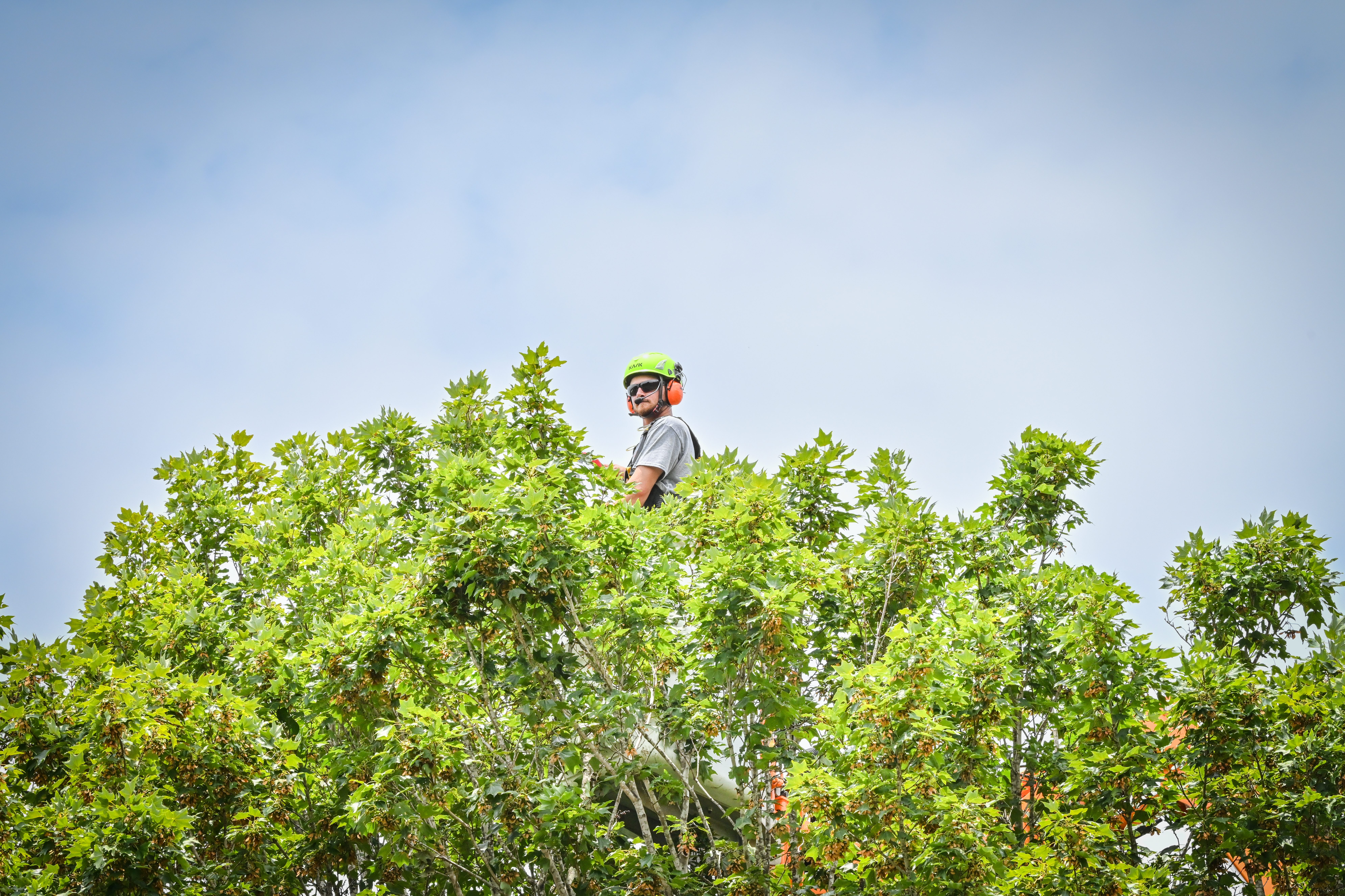A man wearing a helmet pokes his head out from the top of a tree