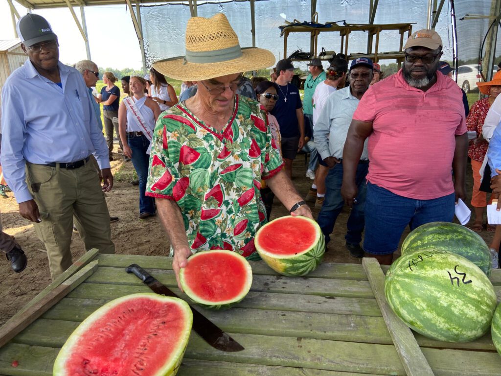 Gilbert Miller, Clemson Extension vegetable specialist, cuts watermelons grown in Edisto REC fields for field day participants to eat.