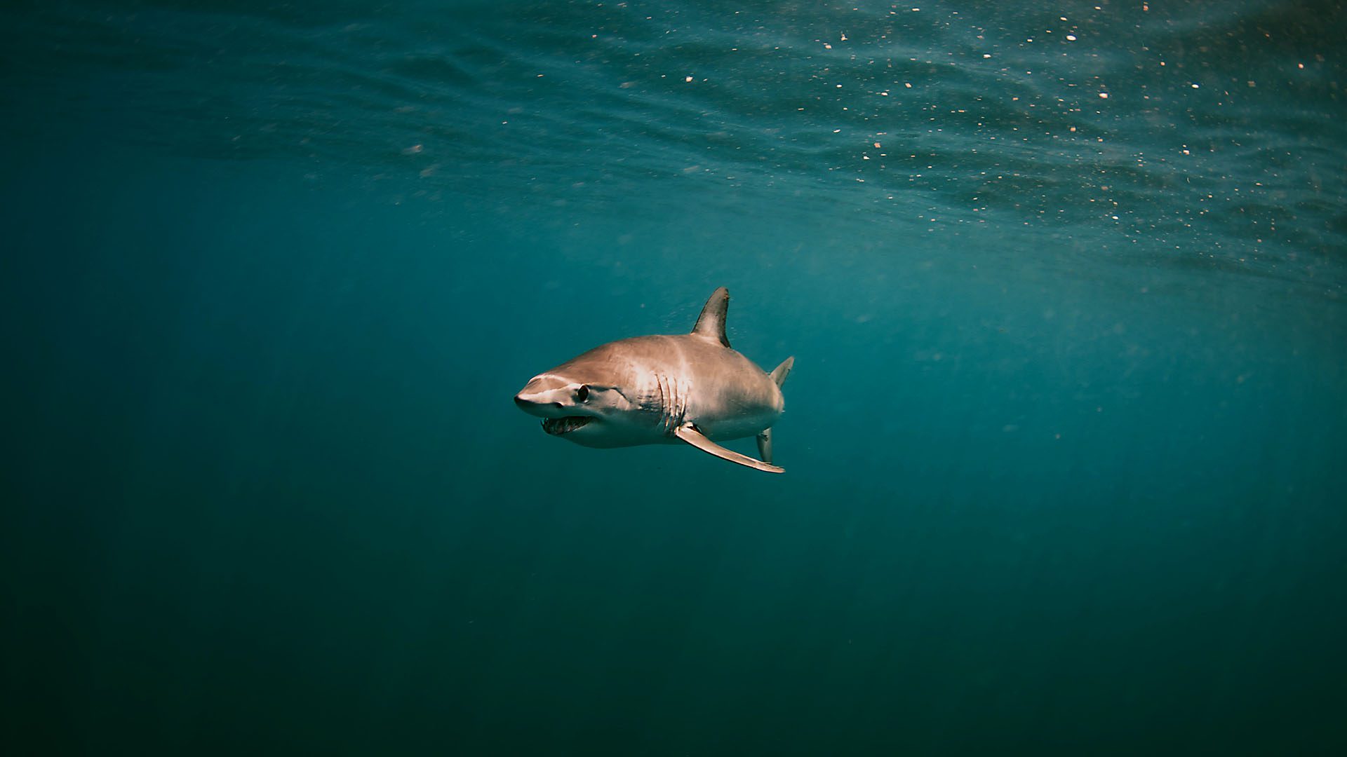 shortfin mako shark swimming in the water