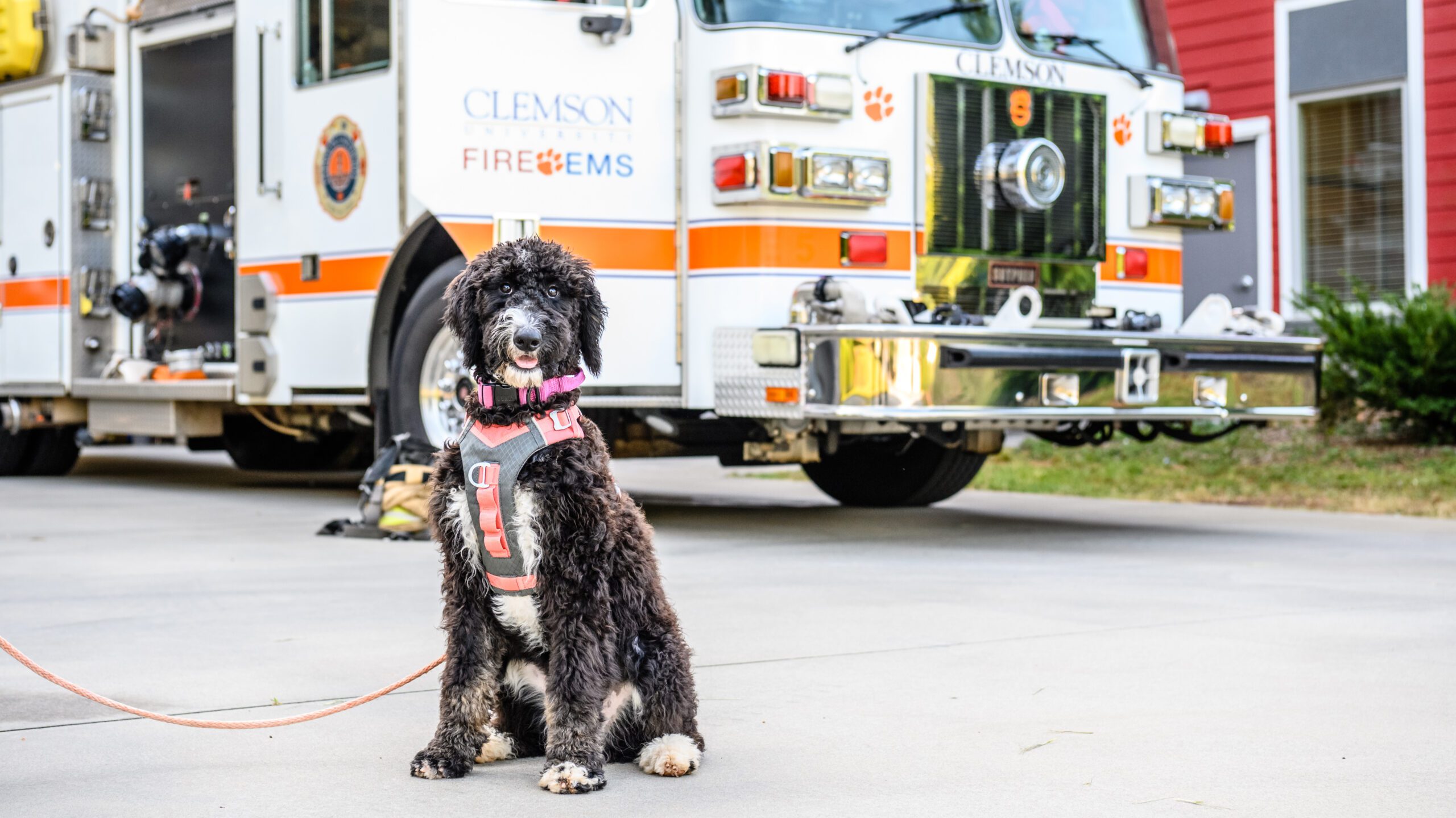 Black and white Bernedoodle dog sitting in front of a Clemson University fire engine outside of the fire station