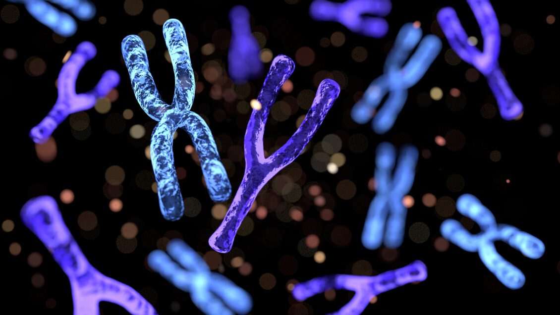 An artist illustration of y and X chromosomes.