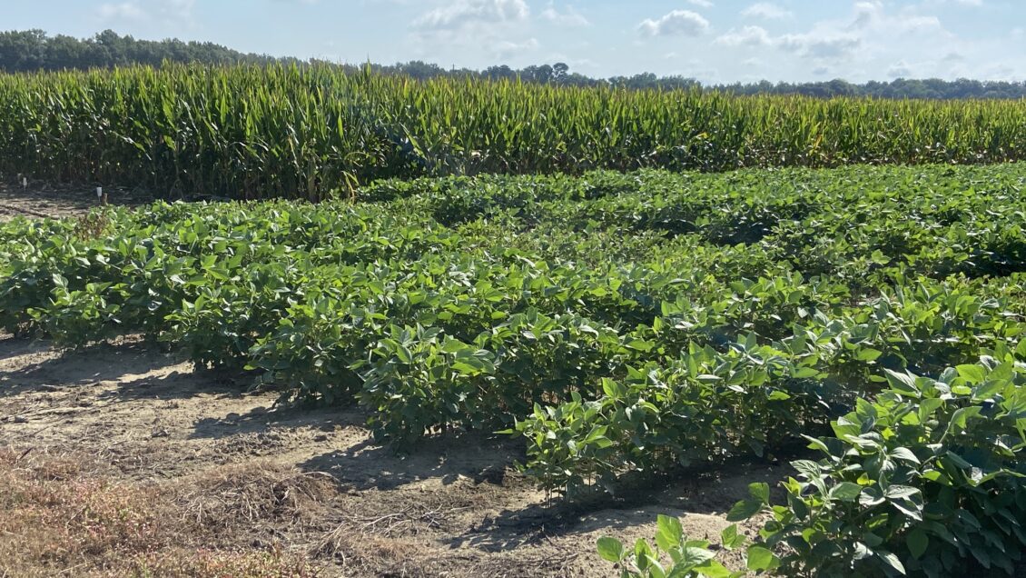 Corn and soybeans planted at Clemson's Edisto REC.