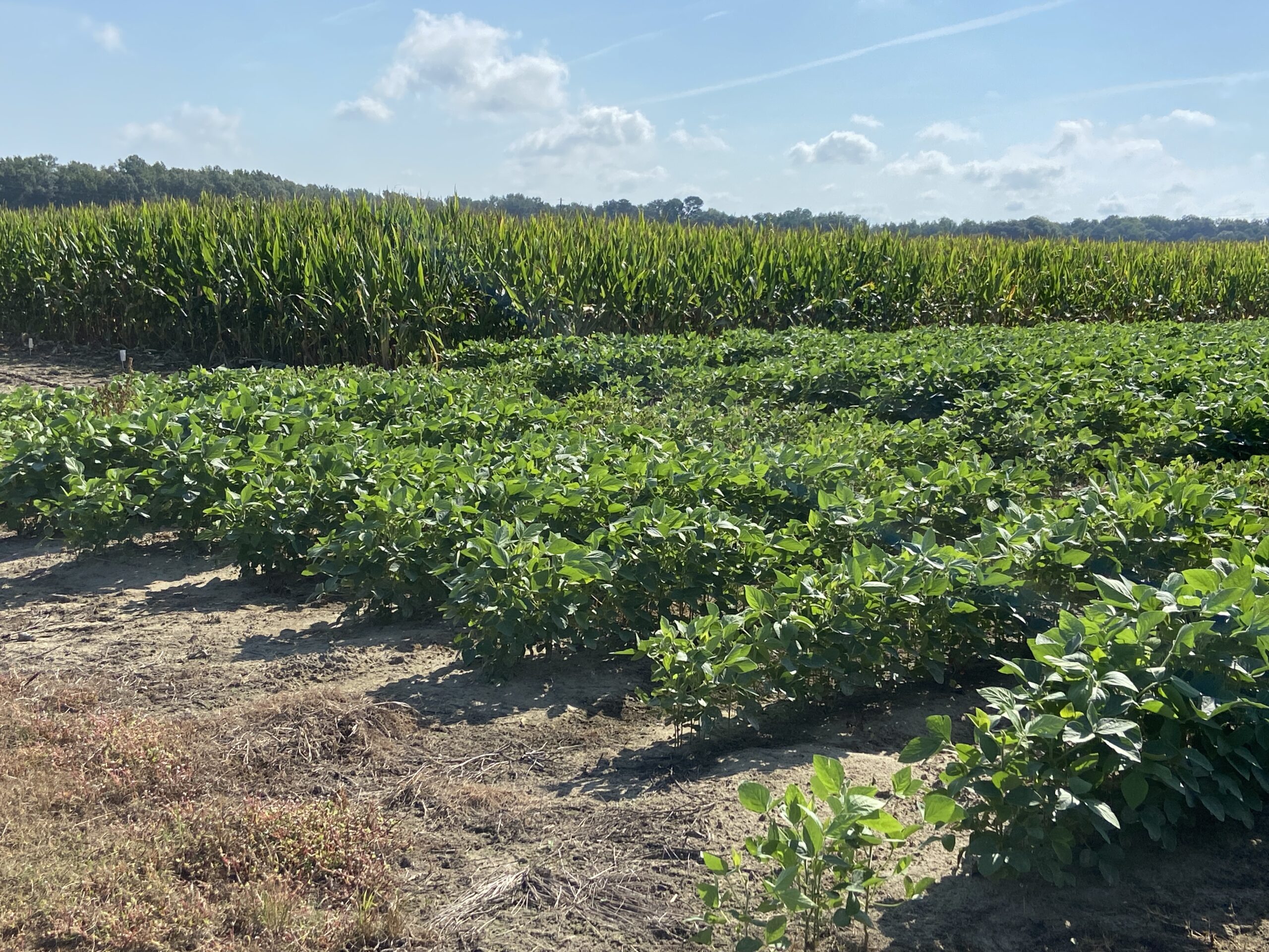 Corn and soybeans planted at Clemson's Edisto REC.