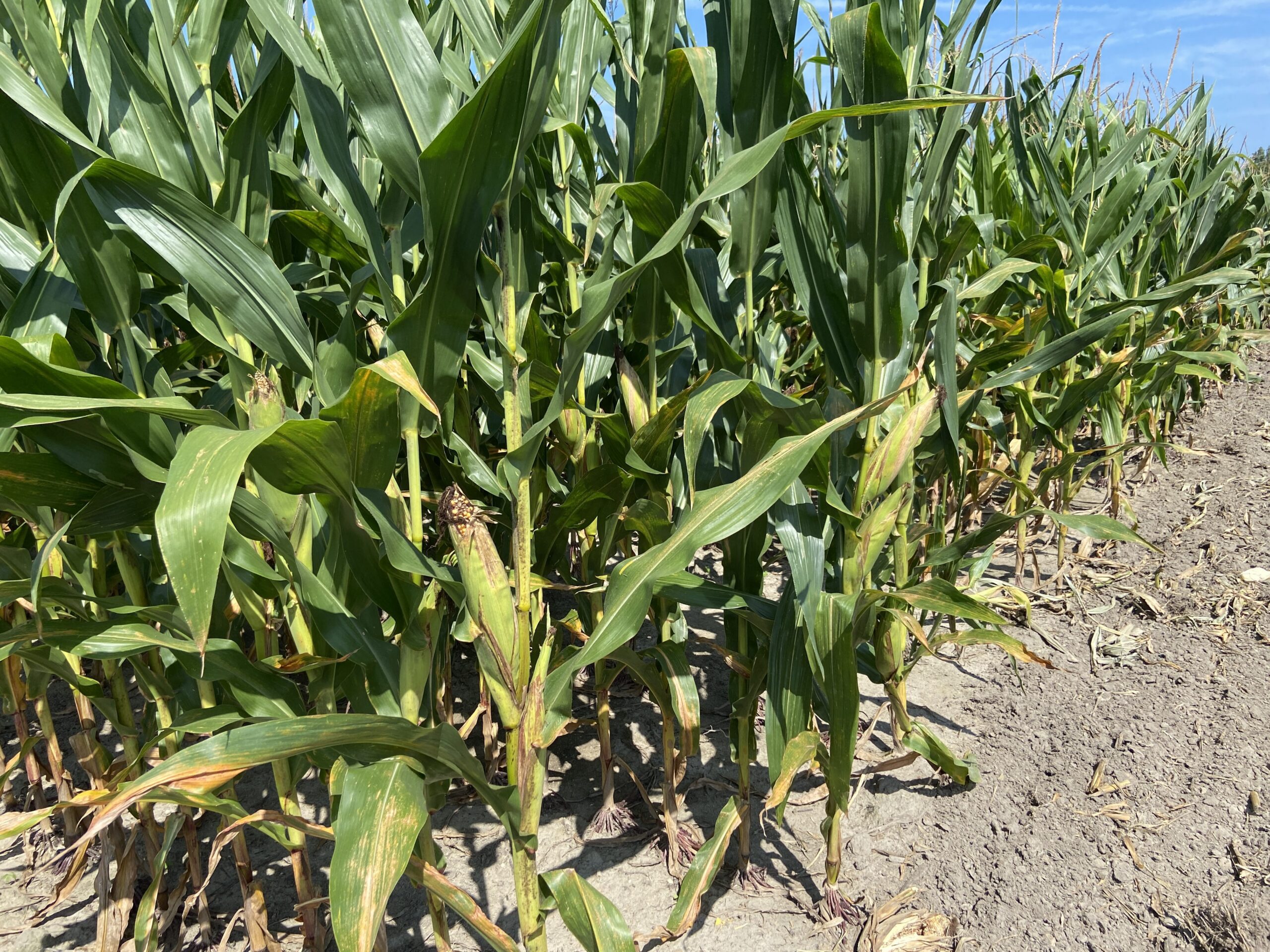 Corn acreage planted in South Carolina in 2023 was 390,000 acres, up from 320,000 acres planted in 2022.