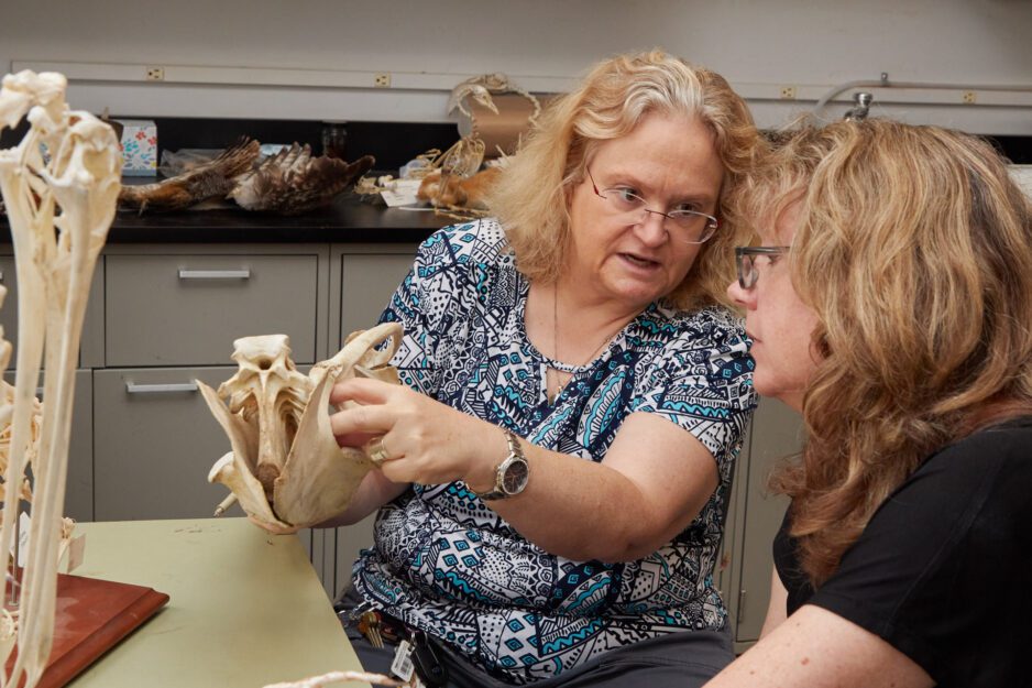 One woman points to a penguin skeleton while talking to another woman in a lab at Clemson University