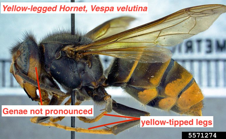 A yellow-legged hornet pictured from the side with callouts.