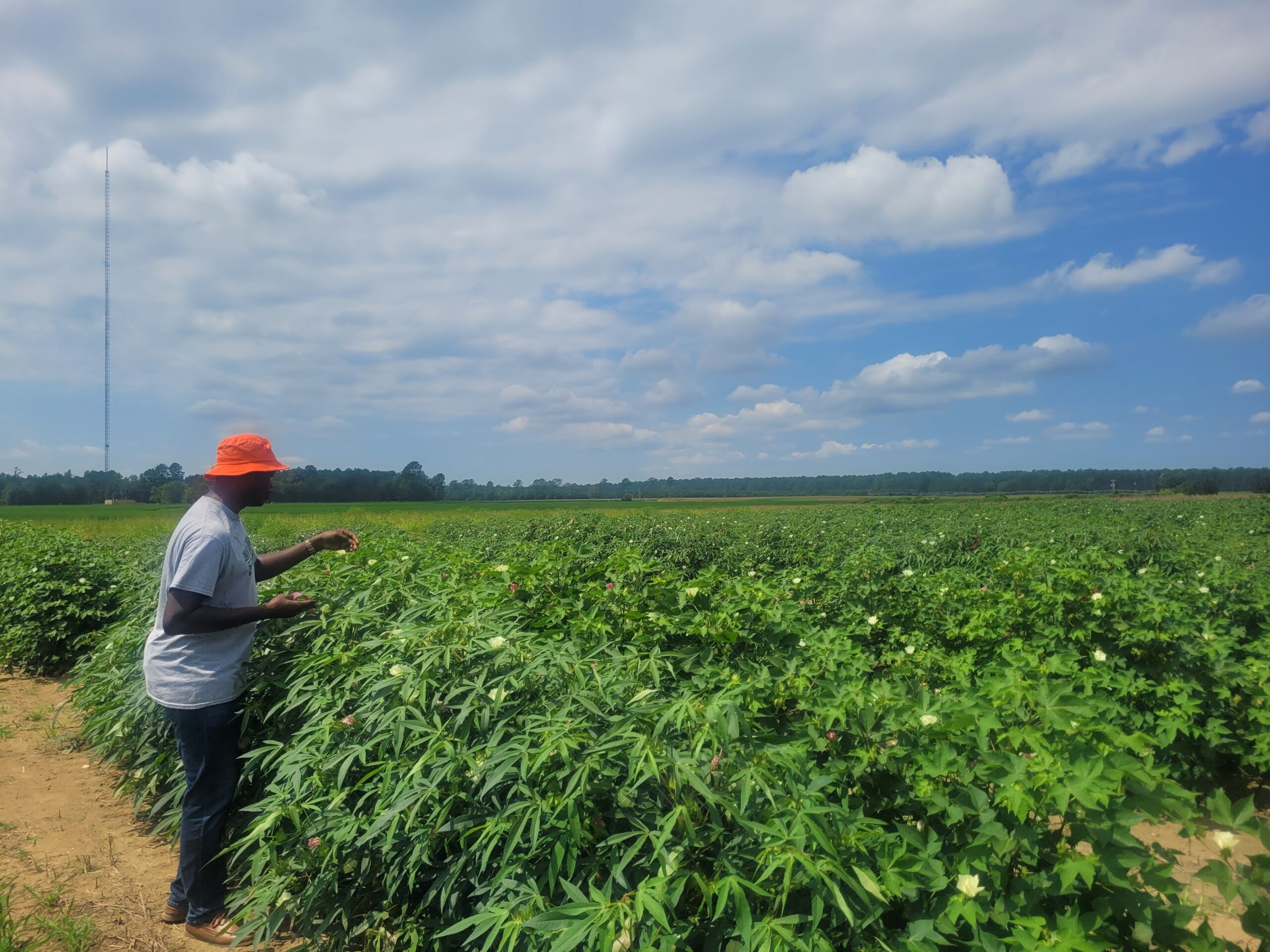 A man in an orange hat stands on the edge of a large cotton field.