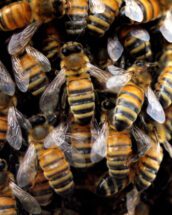 A closeup of many honey bees