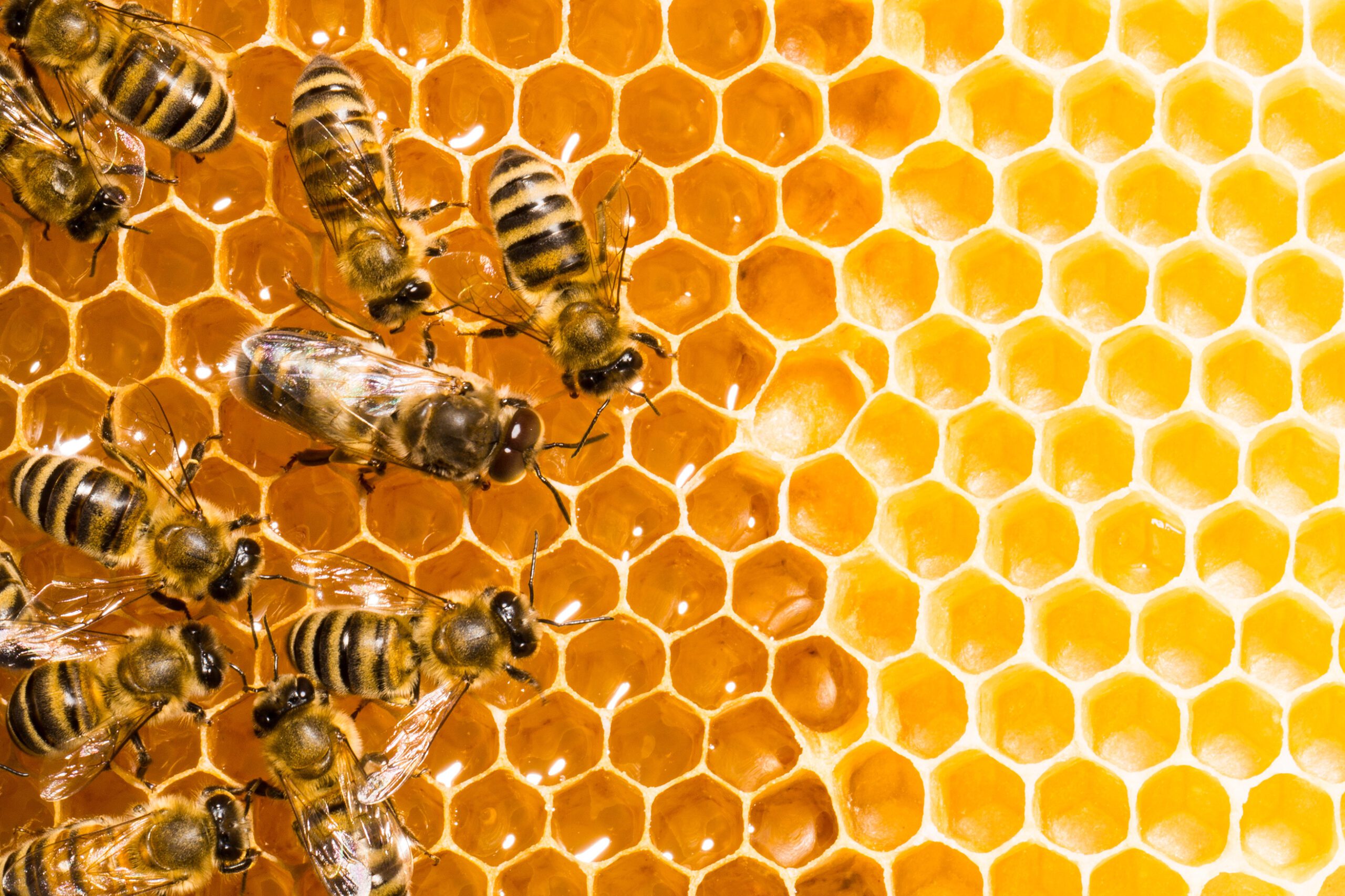 Close up view of the working bees on honeycells.