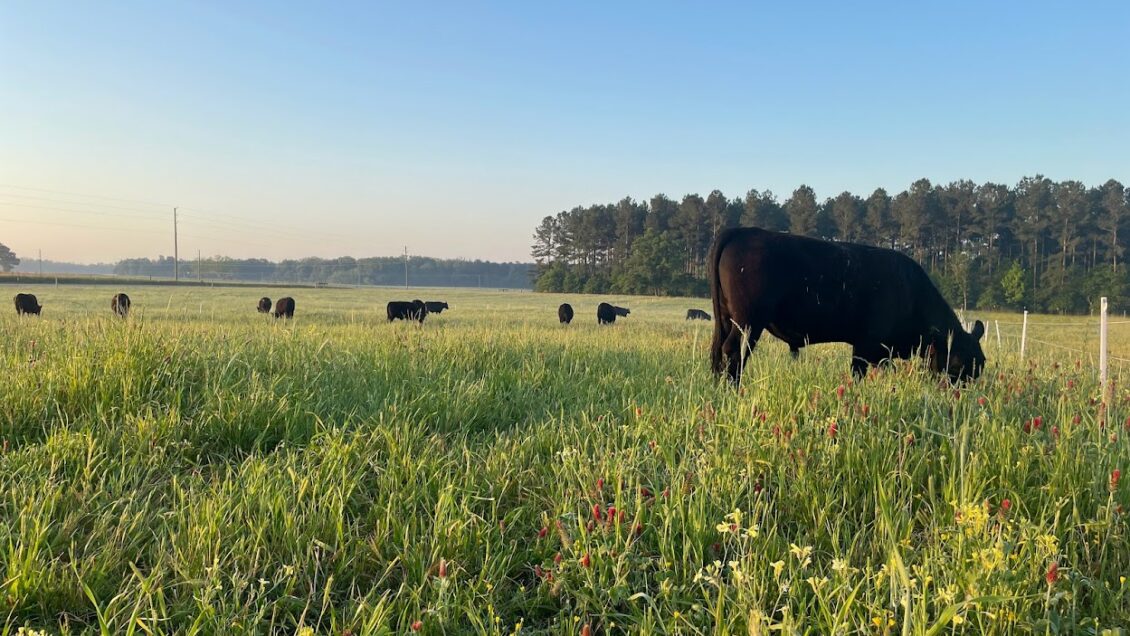 Clemson Extension is offering an online course, Forage Systems in South Carolina, to teach basic forage concepts and management principles.