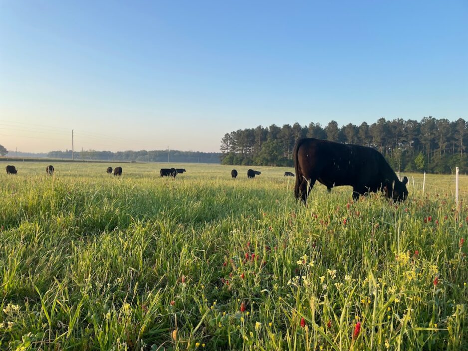 Clemson Extension is offering an online course, Forage Systems in South Carolina, to teach basic forage concepts and management principles.