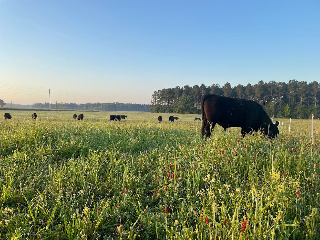 Clemson Extension is offering a Forages Field Day March 21 and a Best Agricultural Management Practices for Forage-Livestock Systems workshop March 28, both at the Edisto Research and Education Center.