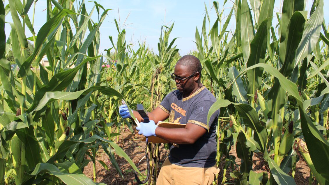 Clemson researcher Ricardo St.Aime finds soil water content is not depleted by cover crops interseeded in corn planted in Pendleton, South Carolina.