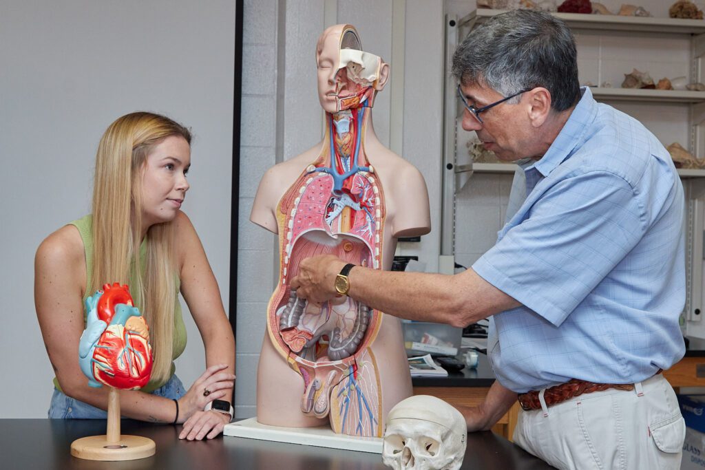 A man points to the stomach area of a human model showing the digestive system while a woman listens to him.