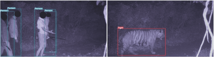 Poachers and tigers are detected on the TrailGuard AI cameras in India 