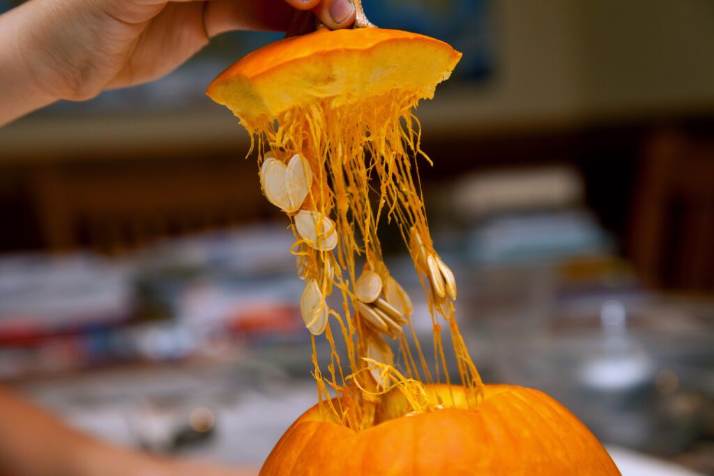 The hand of a man pulls the top of a Halloween pumpkin ready to scoop out the inside guts and seeds so it can be carved into a Jack-O-Lantern.  Several seeds are caught in stringy guts of the pumpkin.