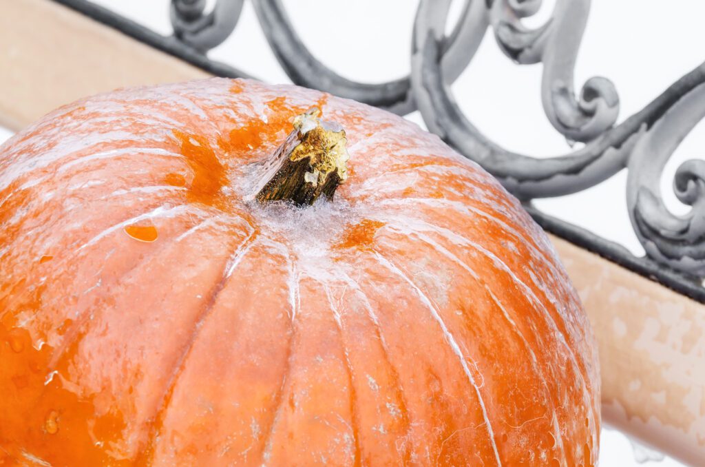 Closeup of a pumpkin covered with ice on a garden bench