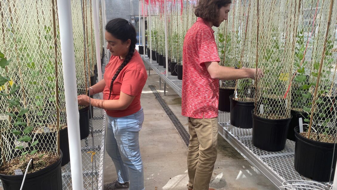 Sonia Salaria and Tristan Lawrence tend peas growing in Clemson professor Dil Thavarajah's greenhouse.