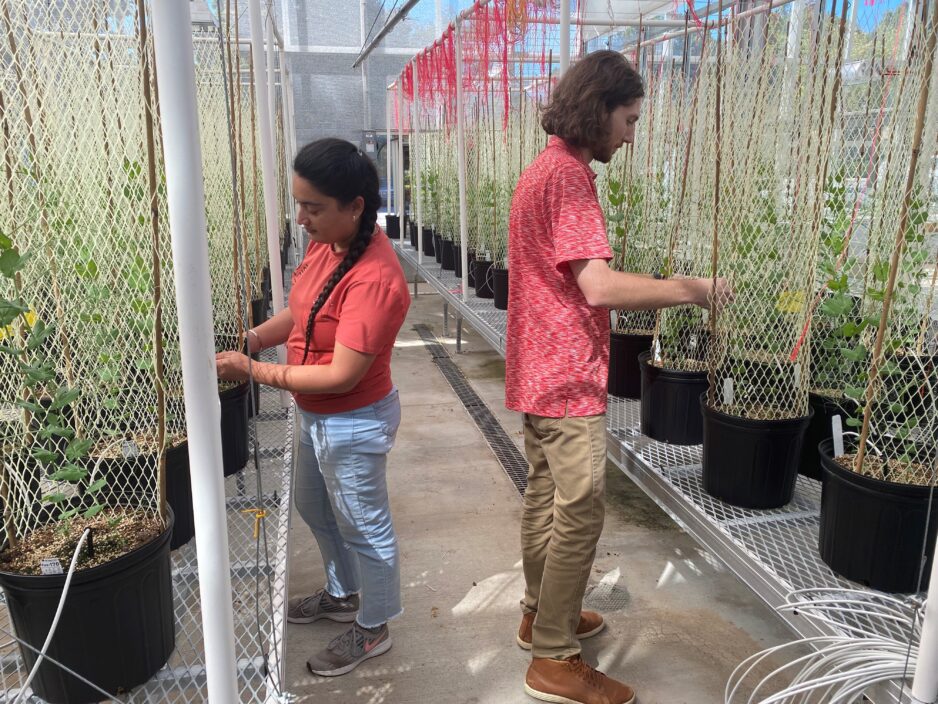 Sonia Salaria and Tristan Lawrence tend peas growing in Clemson professor Dil Thavarajah's greenhouse.
