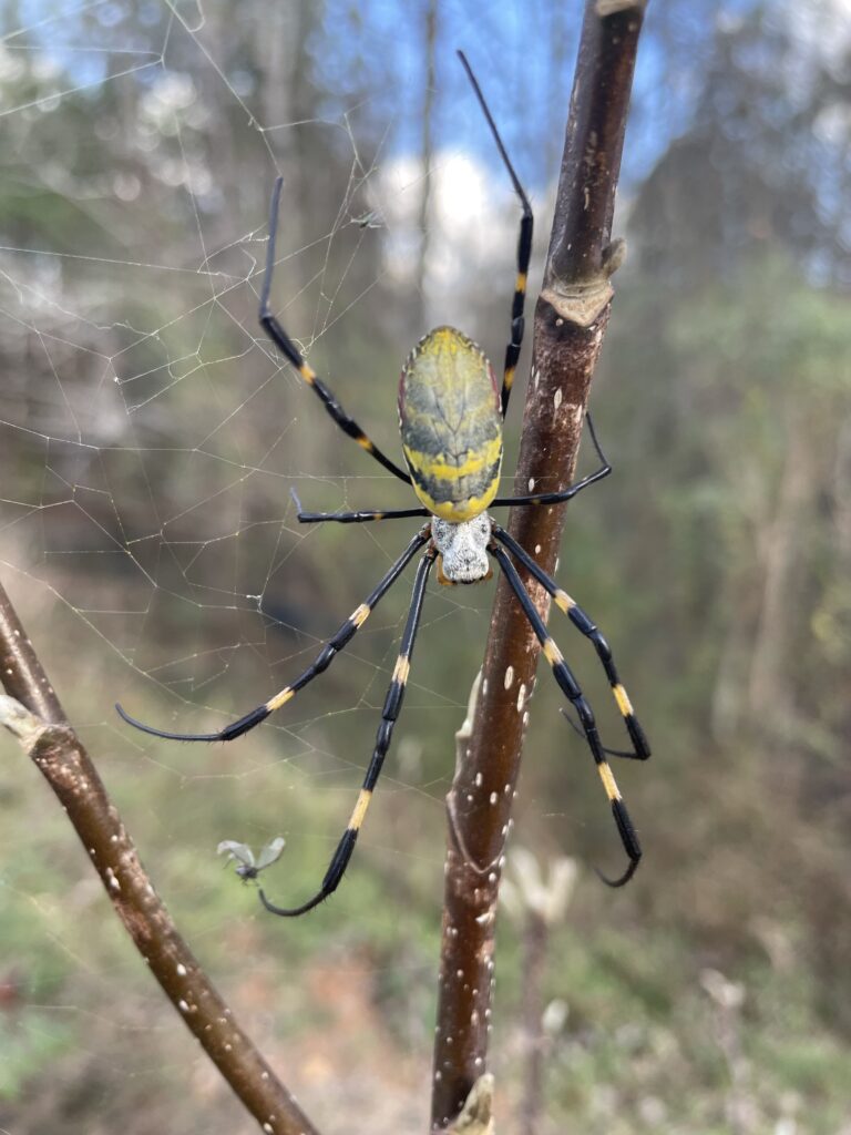 A close-up image of a large, yellow and black striped spider in a web. 