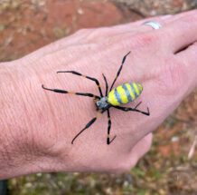 A large, leggy yellow and black spider sits on the back of a male's hand. 