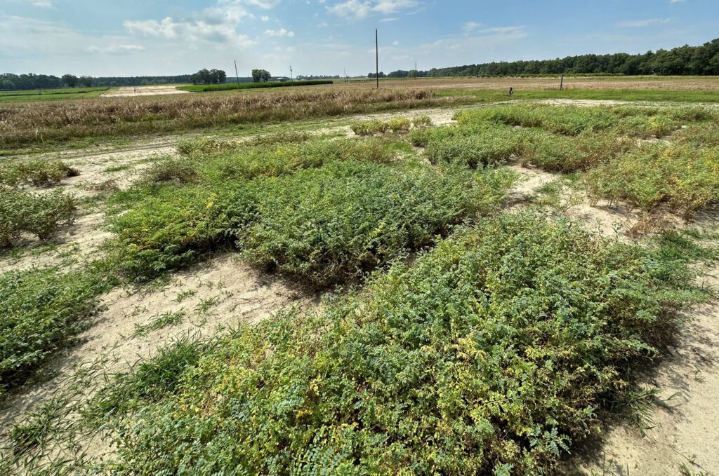 Chickpeas planted at the Edisto REC in Blackville, S.C. are helping Clemson scientist determine how to grow chickpea as a winter cash crop in South Carolina.