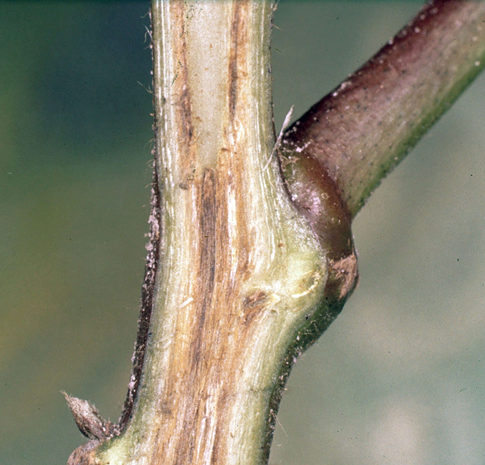 Symptoms of FOV4 on Upland cotton include dark and continuous vascular staining on roots.