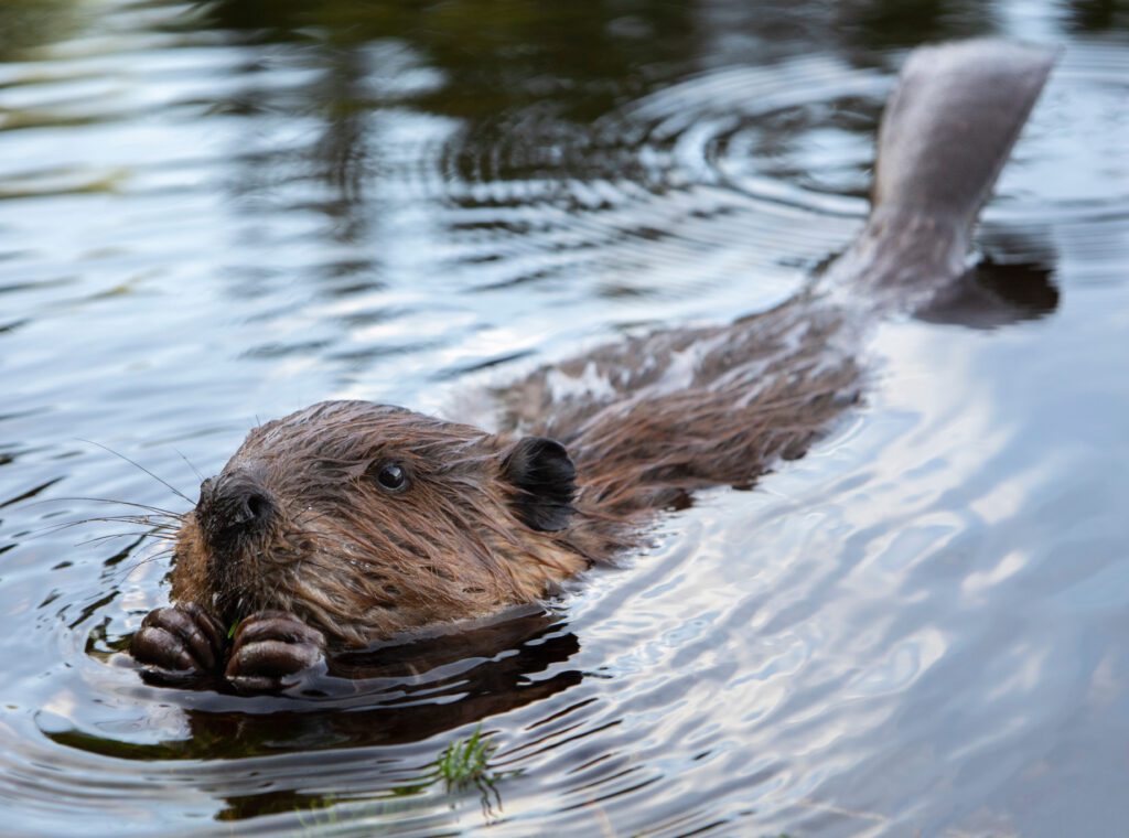 A beaver swims across open water.