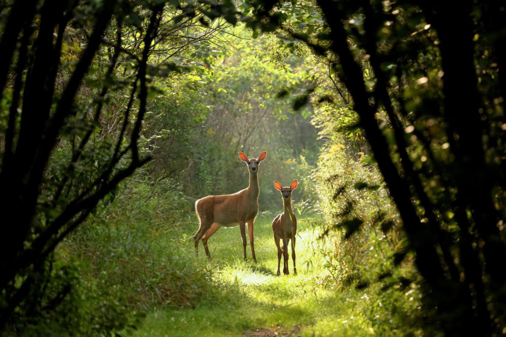 Two deer — one larger than the other — stand in a clearing in the forest.
