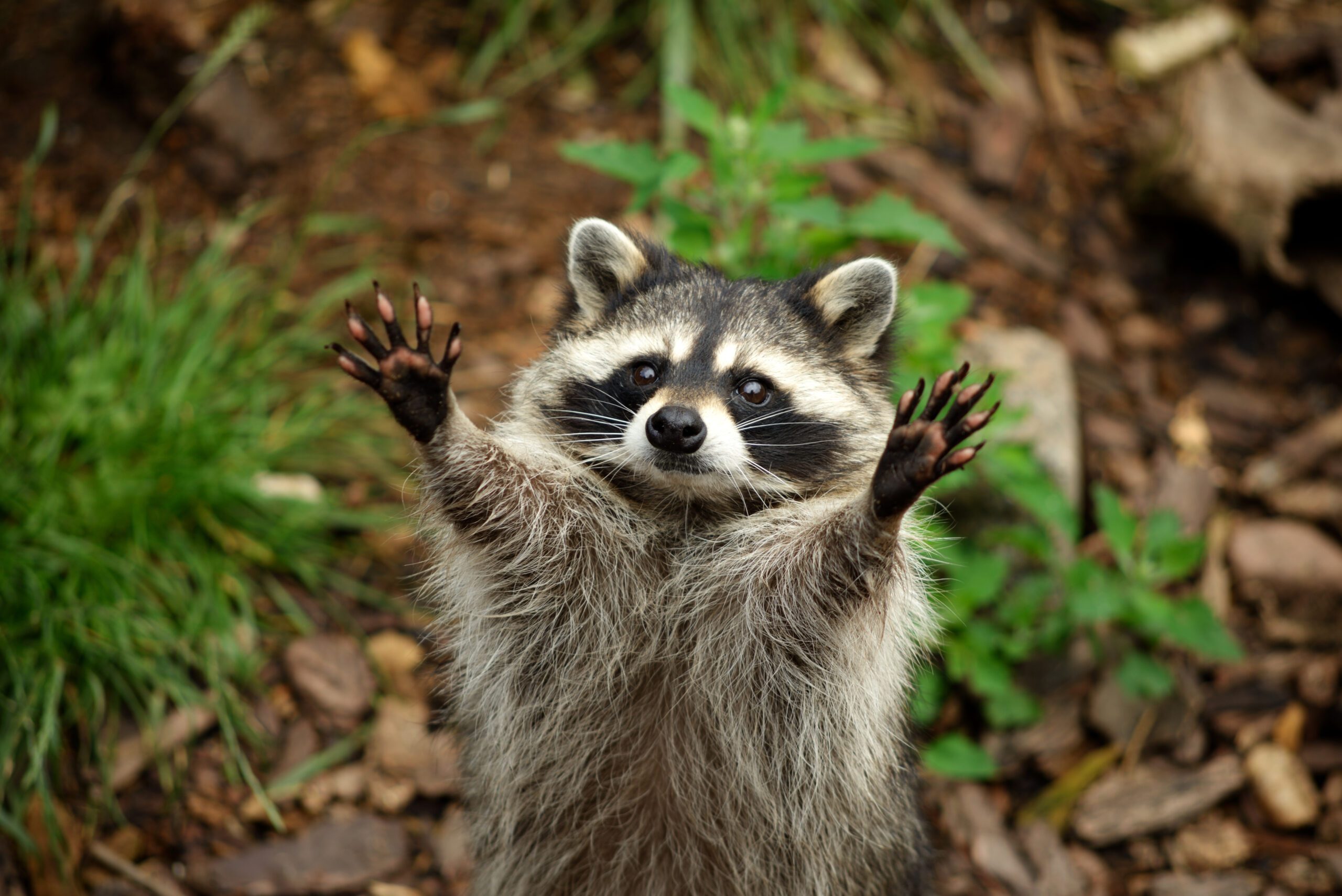 Raccoon opens arms while standing in grass.