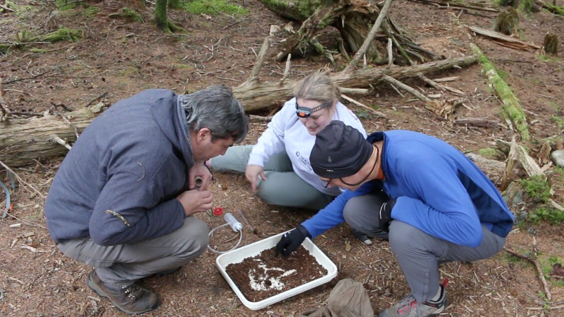 Clemson scientists Michael Caterino, Ernesto Recuero and Patricia Wooden search for arthropods in soil collected in the Appalachian Mountains.