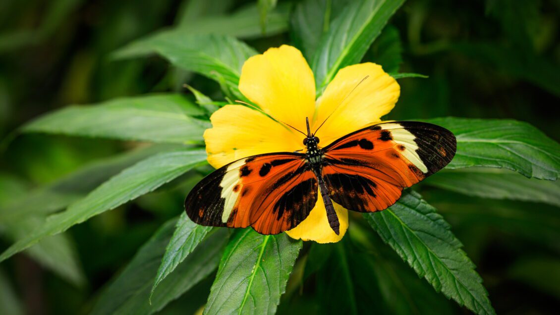 A black, orange and yellow butterfly sitting on a yellow flower with green leaves behind it.