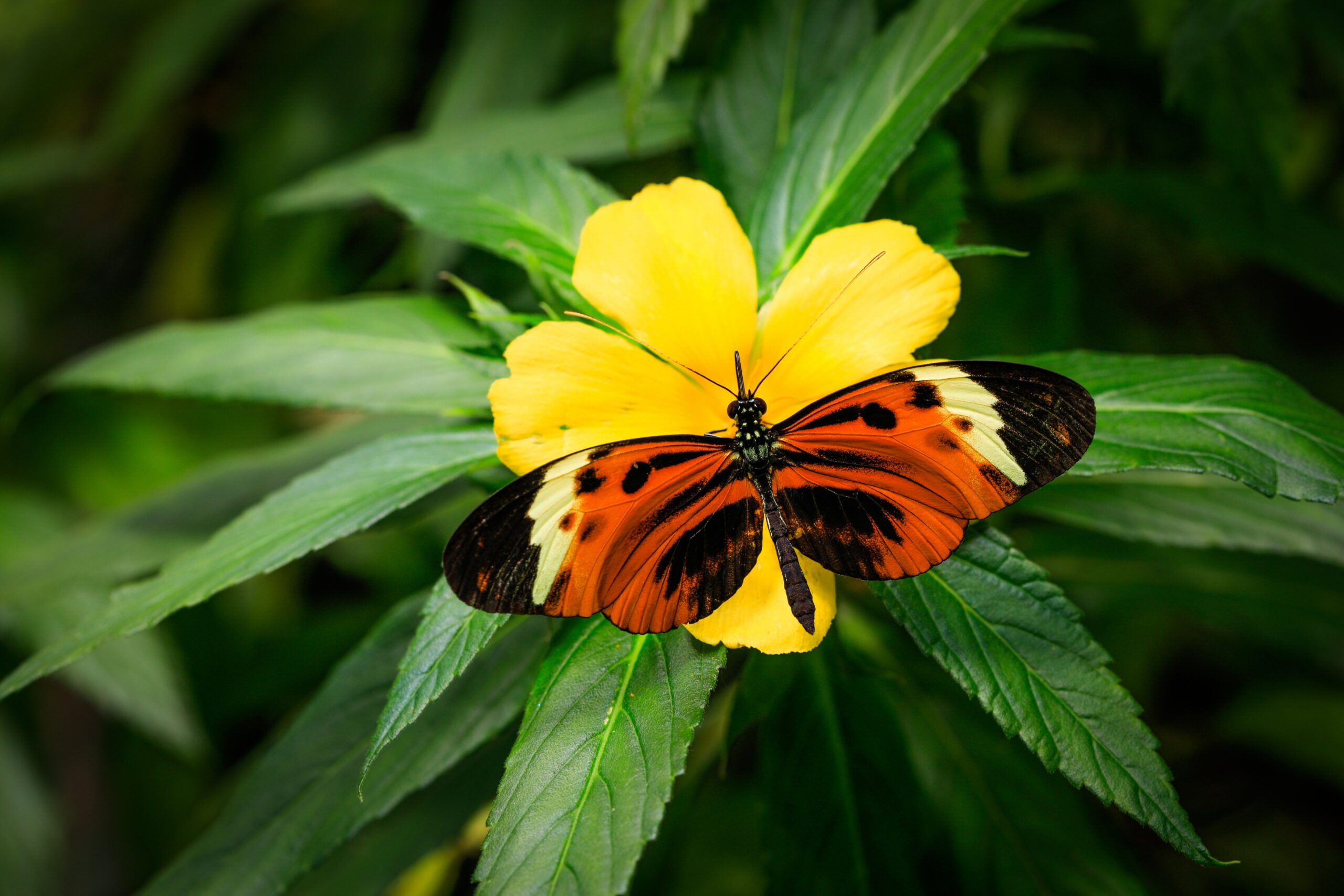 A black, orange and yellow butterfly sitting on a yellow flower with green leaves behind it.