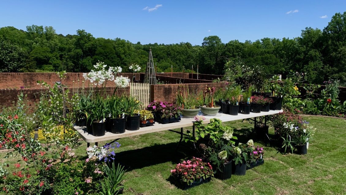 The 2024 South Carolina Botanical Garden plant sales feature a large selection of plants, including hard-to-find native species, seasonal annuals and vegetable transplants. Other features include culinary herbs, bog plants, herbaceous perennials, native ferns, flowering shrubs, ornamental grasses, and flowering, fruit and shade trees.