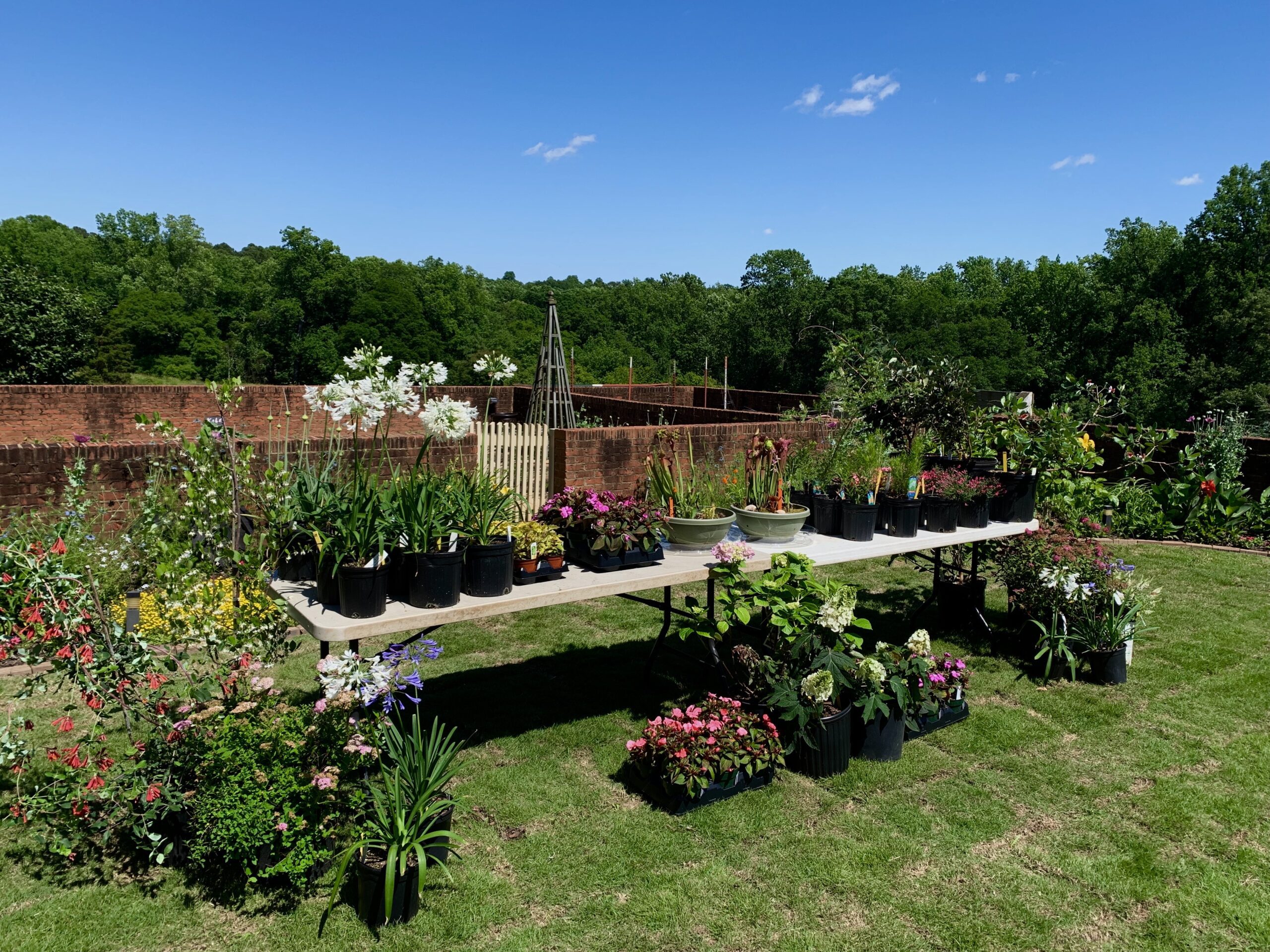 The 2024 South Carolina Botanical Garden plant sales feature a large selection of plants, including hard-to-find native species, seasonal annuals and vegetable transplants. Other features include culinary herbs, bog plants, herbaceous perennials, native ferns, flowering shrubs, ornamental grasses, and flowering, fruit and shade trees.