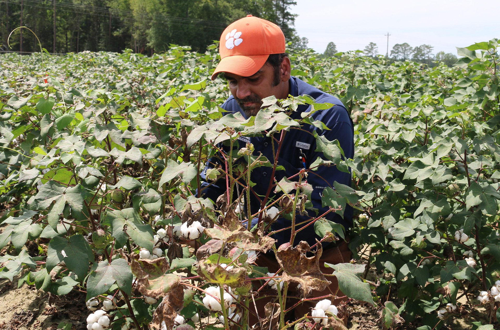Salman Naveed is one of two Clemson doctoral students participating in a cotton research project at the Pee Dee REC.