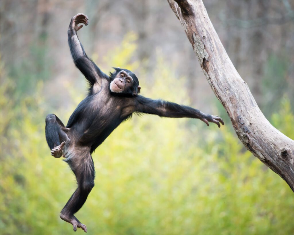 A chimpanzee jumping from a tree.