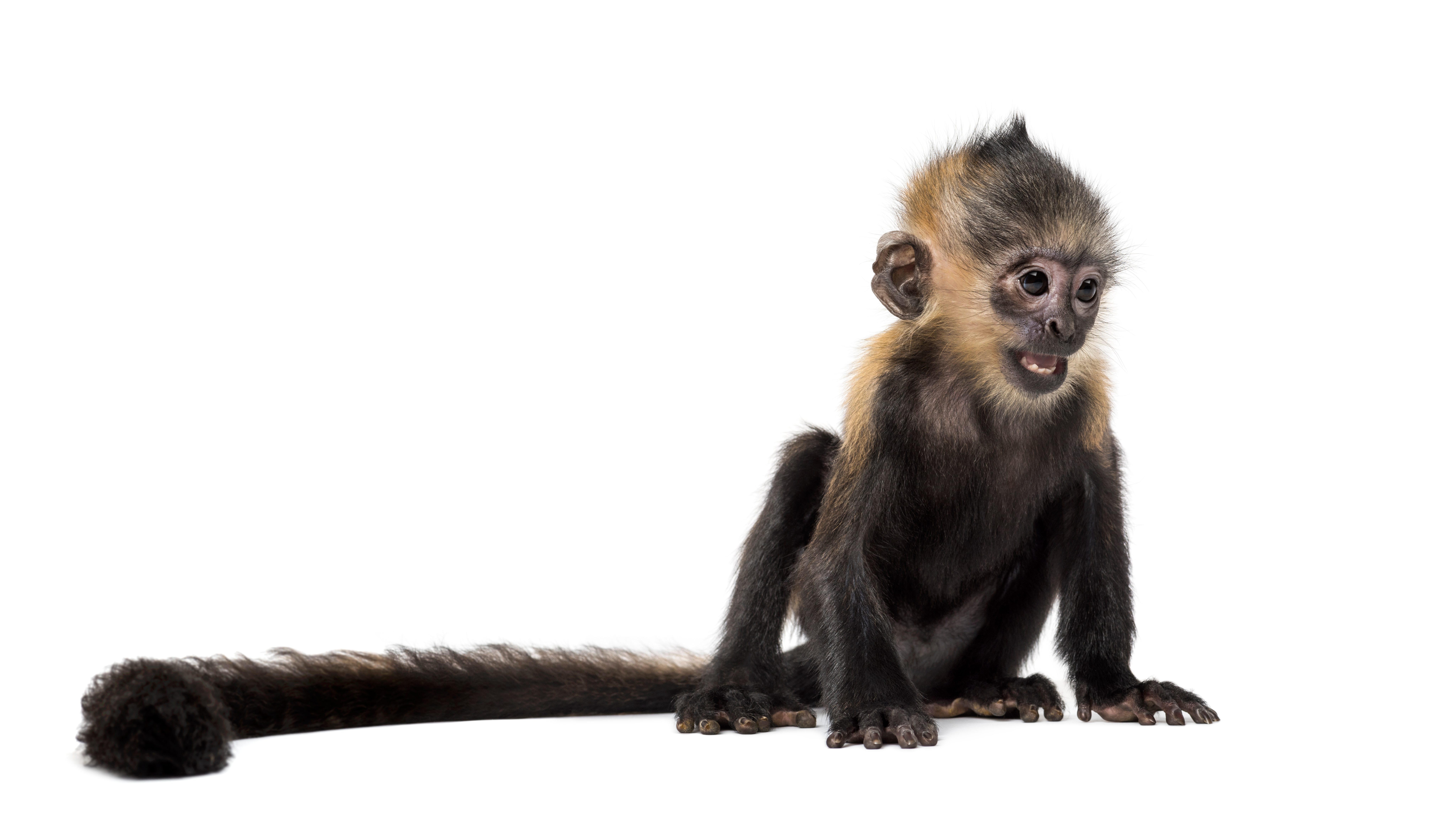 monkey with a long tail sitting with a white background.