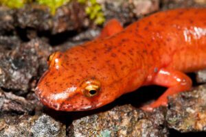 a closeup look at an orange spring  salamander's head.