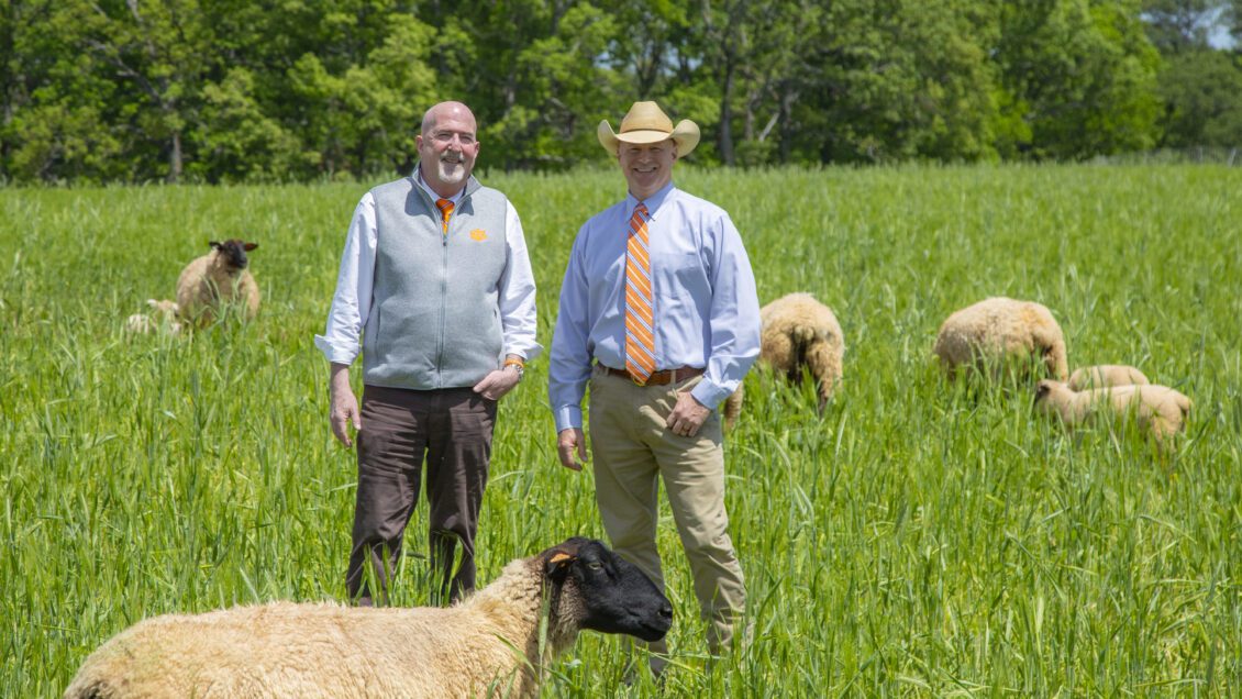 Dean Marks and Matt Hersom pose in a field of sheep.