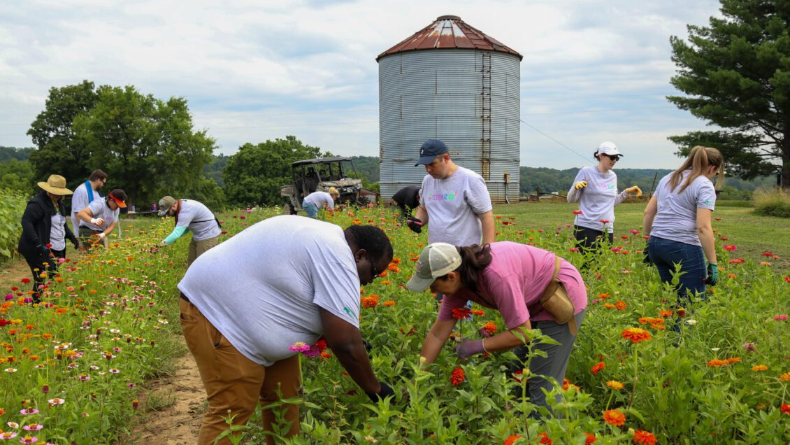 Stem it Up² participants work in Michelle Wheeler's fields at River Bend Blooms in Allen County, Kentucky as part of the STEM-it Up program for teachers. (Photo taken by Kyleigh C. Hilburn, doctoral student at the University of Florida.)