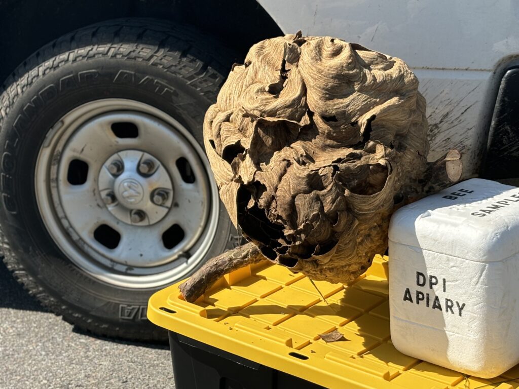 Large yellow-legged hornet nest with cooler and truck tire.