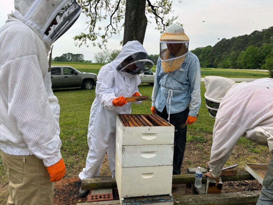 Beekeepers examining a hive.