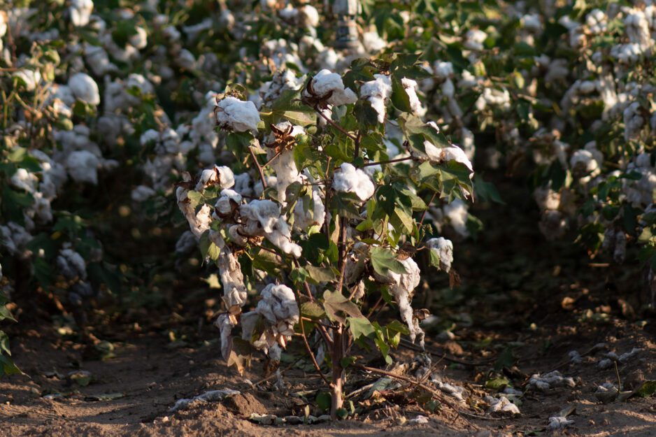 Rain from Hurricane Helene is expected to soak the soil and make the delicate round cotton bolls droop and dangle from the plant such as is seen in this picture.